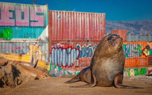 哺乳动物星球,生命奇迹的进化之旅