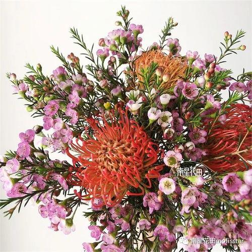 向阳·花,花之传奇与人生启示